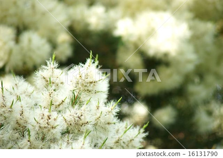 Melaleuca in full bloom Melaleuca in full bloom 16131790