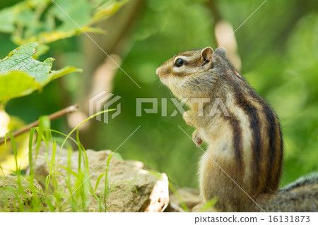 Ezoshimarisu Ezoshimarisu 16131873