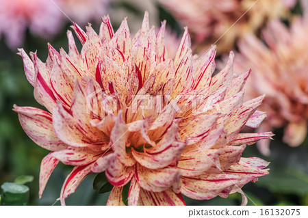 Dahlia Dahlia 16132075