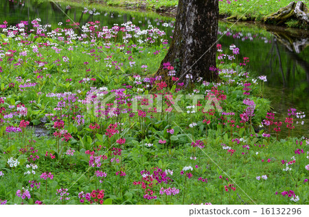 Climson of Senkekeihama 16132296