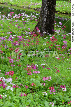 Climson of Senkekeihama Climson of Senkekeihama 16132297