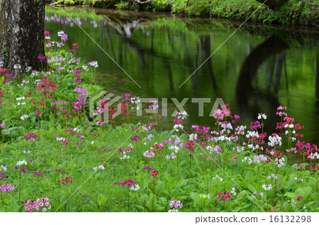 Climson of Senkekeihama 16132298