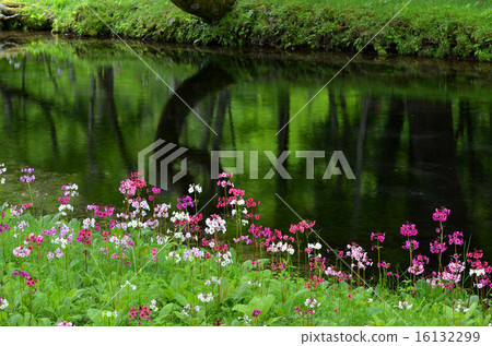 Climson of Senkekeihama Climson of Senkekeihama 16132299