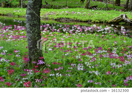 Climson of Senkekeihama 16132300