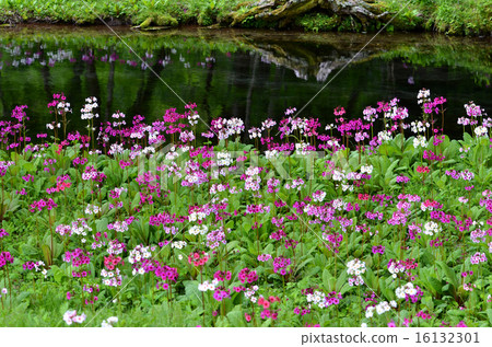 Climson of Senkekeihama 16132301