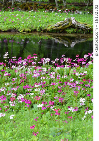 Climson of Senkekeihama 16132302