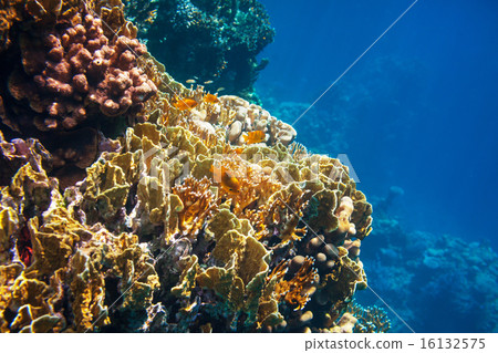 Coral reef Coral reef 16132575