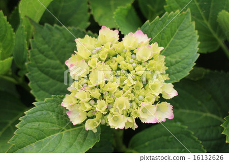 Hydrangea (yellow green) 16132626