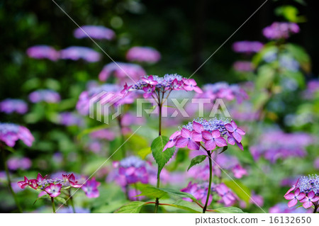 花繡球花繡球花 花繡球花繡球花 16132650