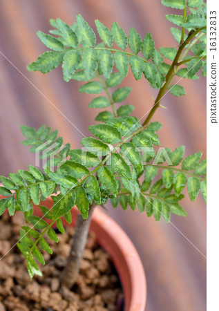 Tree Bud Sanjang pot pot 16132813