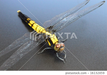 Shiokaratombo女性黑背景 16132859