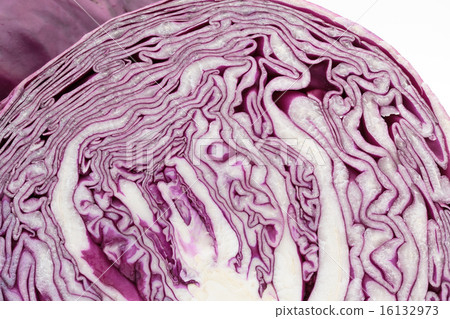 Murasaki cabbage 16132973