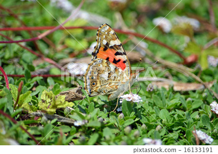 Red-eyed Pigeon (Princess Red Wing) 16133191