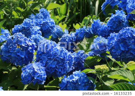Matsudaira鄉的繡球花 16133235