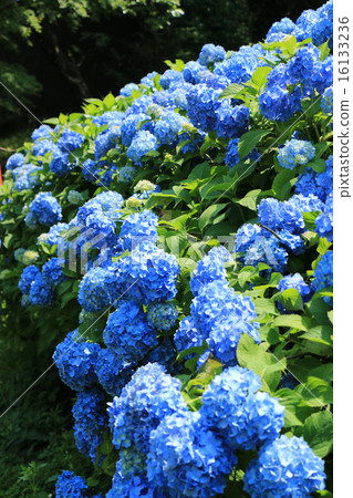 Hydrangea in the Matsudaira Township 16133236