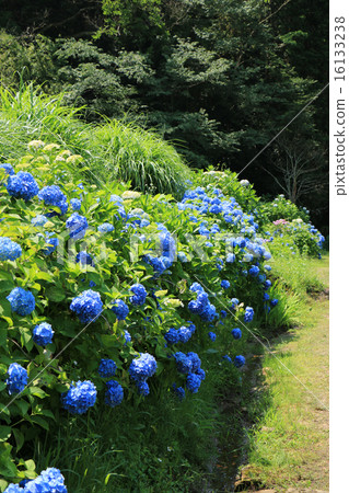 Matsudaira鄉的繡球花 16133238