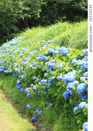 Matsudaira鄉的繡球花 16133241