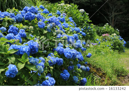 Matsudaira鄉的繡球花 16133242