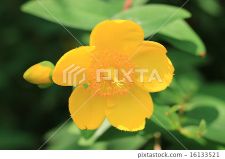 Flowers of Quincebai 16133521