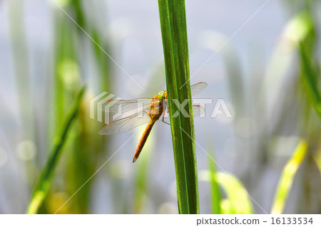 Dragonfly Sympetrum close-up sitting on the grass 16133534