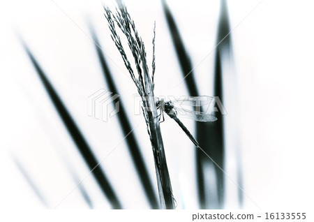 Dragonfly close-up sitting on the grass 16133555