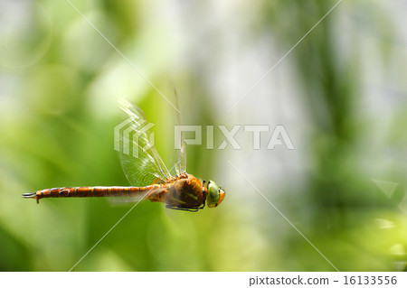 Dragonfly close-up in flight Dragonfly close-up in flight 16133556