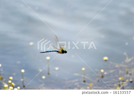 Dragonfly close-up flying over water 16133557