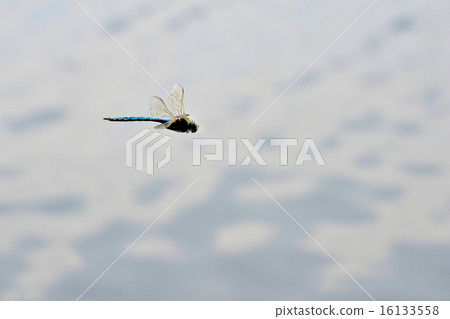 Dragonfly close-up flying over water Dragonfly close-up flying over water 16133558