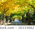 Fall trees in autumn 16133662