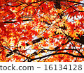 Momiji of autumn leaves 16134128