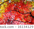 Ceiling of autumn leaves 16134129