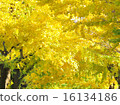 Fall trees in autumn 16134186