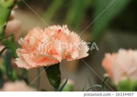 母親節 母親節 16134407