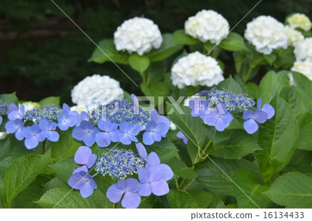  hydrangea 16134433