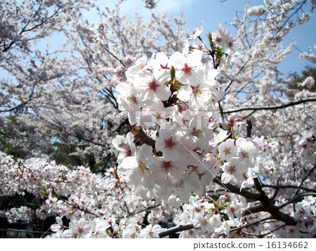 櫻桃樹 櫻桃樹 16134662