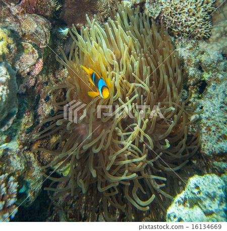 Clownfish hiding in the tentacles of its host anemone 16134669