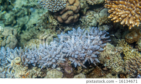Blue corals closeup 16134671