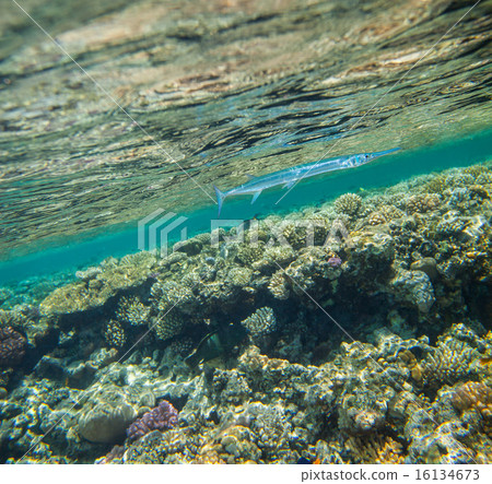 Needlefish , Tylosurus crocodilus 16134673