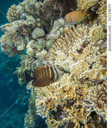 Sailfin tang - zebrasoma desjardinii 16134674