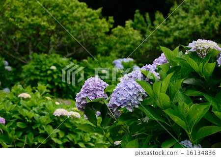 繡球花的繡球花 16134836