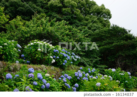 繡球花的繡球花 16134837