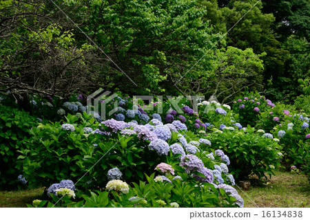 繡球花的繡球花 16134838