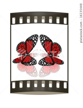 beauty butterflies. The film strip 16135449