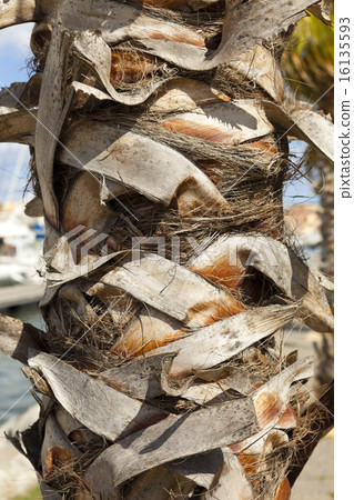 Palm trunk Palm trunk 16135593