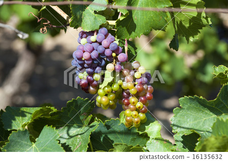 Ripe grapes on the vine 16135632