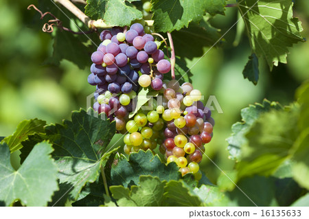 Ripe grapes Ripe grapes 16135633