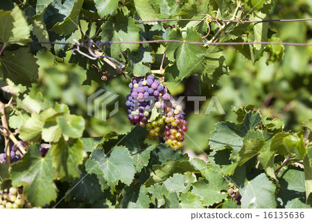 Ripe grapes and vine leaves Ripe grapes and vine leaves 16135636