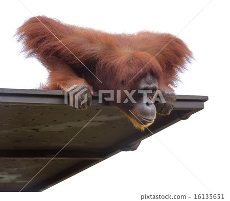 Adult orangutang looking down from its platform 16135651