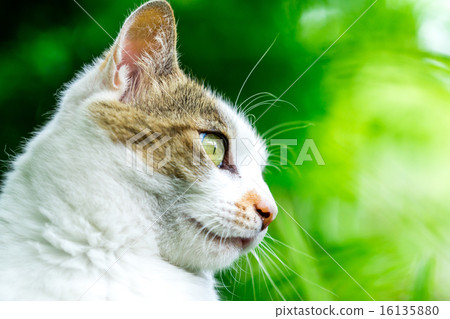 Petite in green 16135880