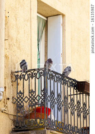 Pigeons on a balcony railing Pigeons on a balcony railing 16135987